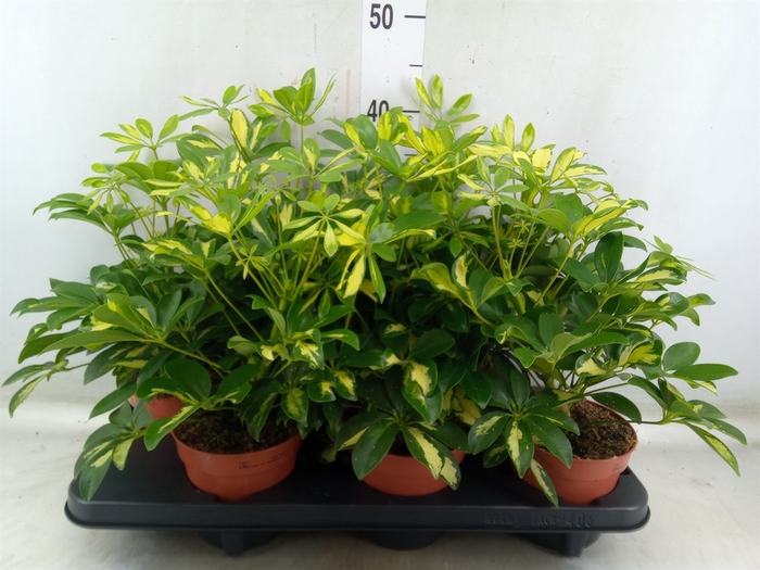 <h4>Schefflera arbor. 'Gerda'</h4>