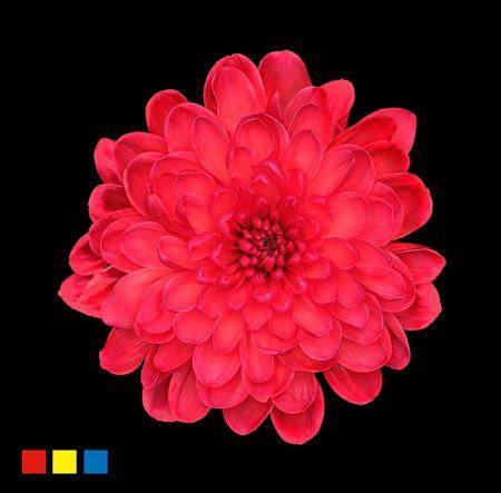 <h4>Chr T Altaj Red</h4>