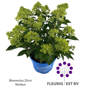 HYDR PA BLOOM NIMBUS