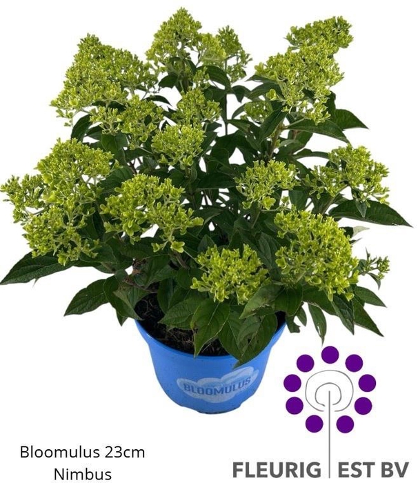 <h4>HYDR PA BLOOM NIMBUS</h4>