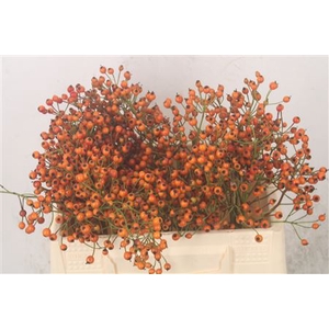 Rosa Prinsberry Oran