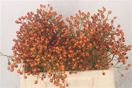 <h4>Rosa Prinsberry Oran</h4>