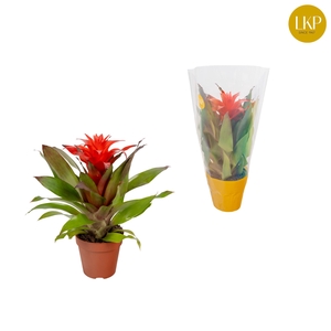 Guzmania Lorena Rood (Met Hoes)