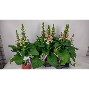 DIGI PURPUREA