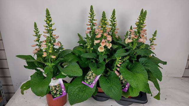 <h4>DIGI PURPUREA</h4>