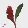 Alpinia purpurata red