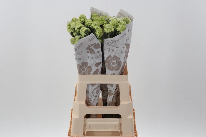 <h4>Scab White  ECU</h4>