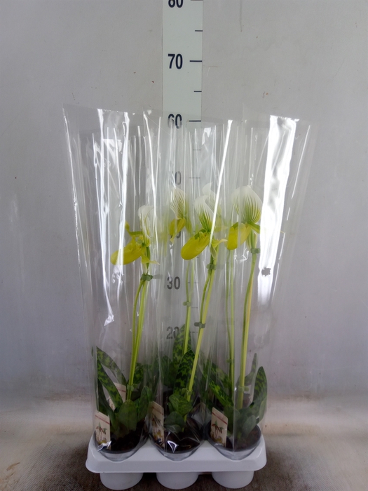 <h4>Paphiopedilum maudiae 'Femma'</h4>