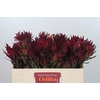 Leucadendron Blush Spray