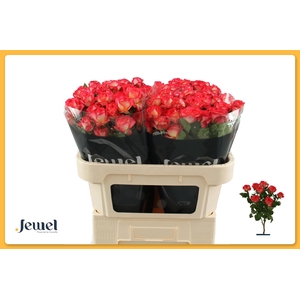 R TR SUMMER DANCE Water