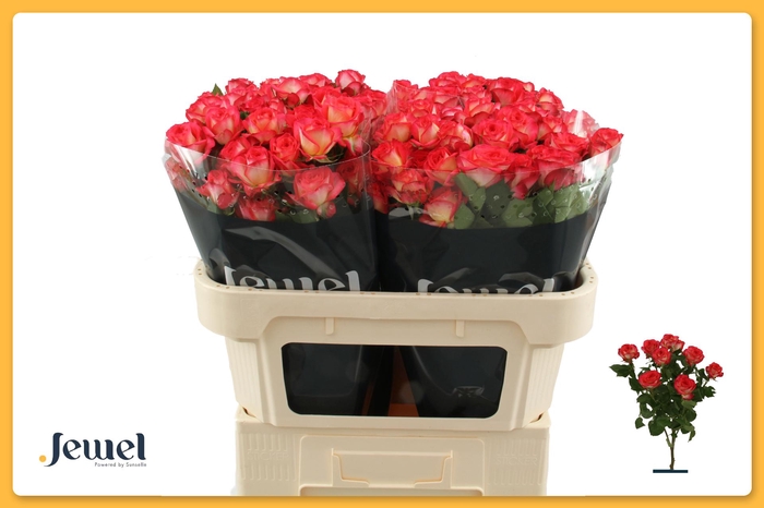 <h4>R TR SUMMER DANCE</h4>