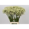 Agapanthus Barcelona