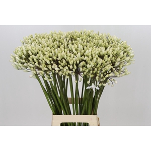 Agapanthus Barcelona