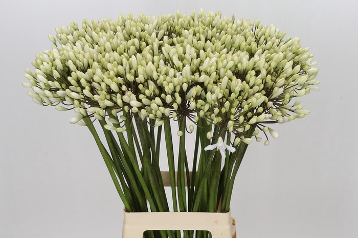<h4>Agapanthus Barcelona</h4>