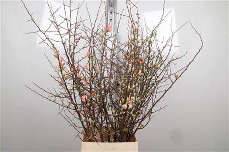 <h4>Chaenomeles Superba</h4>