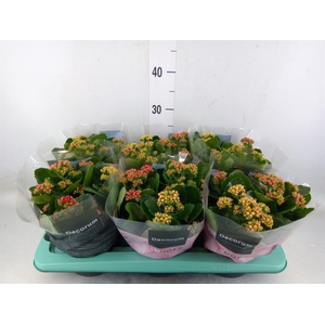 Kalanchoe blos.   ..rosebud mix/pot