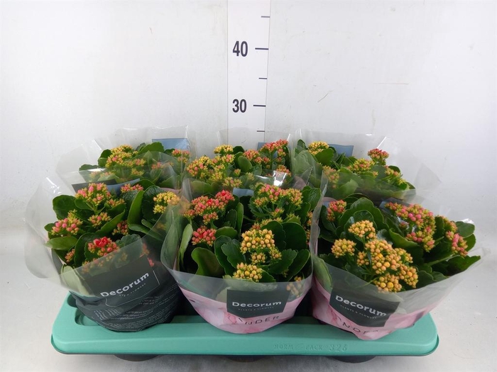 <h4>Kalanchoe blos.   ..rosebud mix/pot</h4>