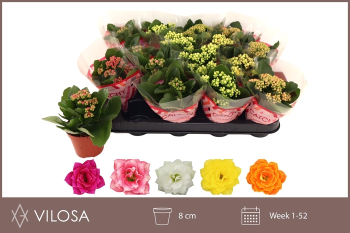 <h4>KAL GE GEM 5 KL</h4>