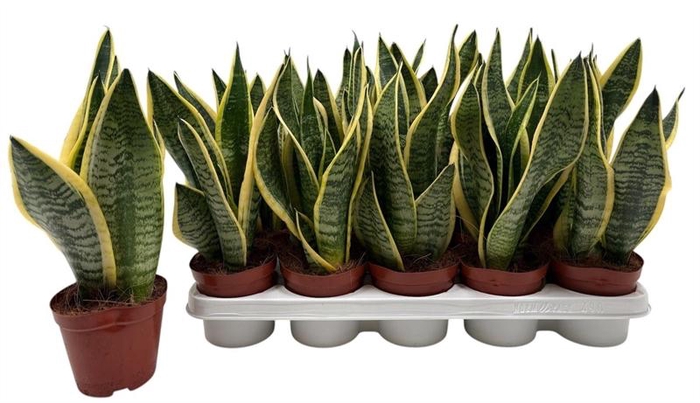 <h4>Sansevieria trif. Futura Superba</h4>