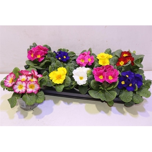 Prim Acaulis Gemengd