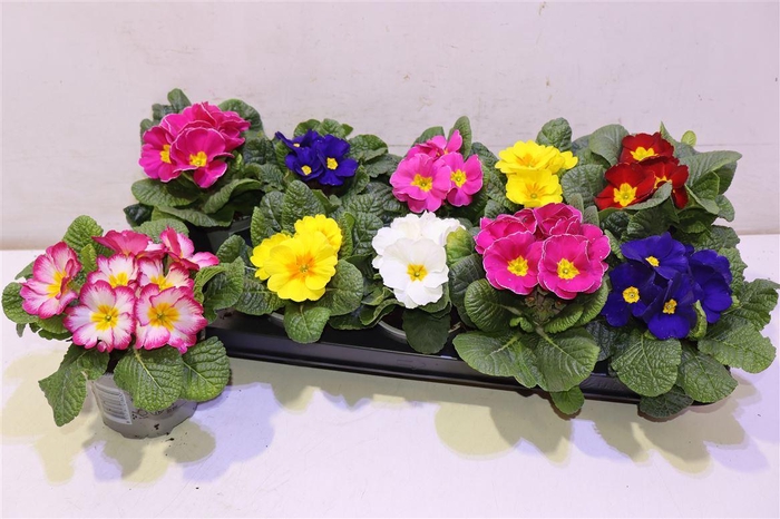 <h4>Prim Acaulis Gemengd</h4>