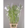 Df Lavatera Bs Light Green120g