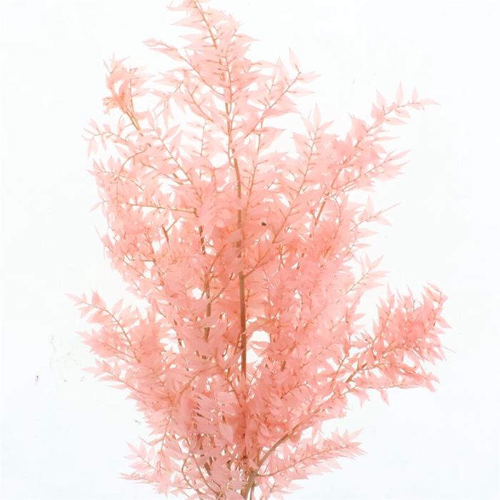 Pres Ruscus Soft Bleached Light Pink Per Stem