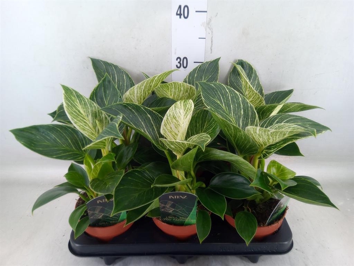 <h4>Philodendron   ...</h4>