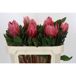 Protea Cynaroides Madiba