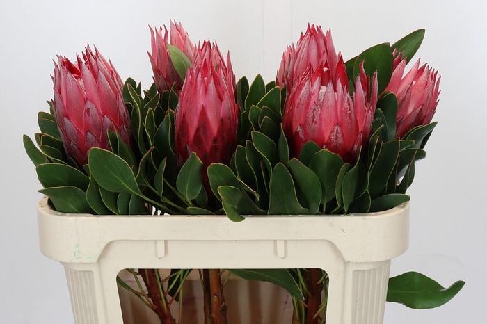 <h4>Protea Cynaroides Madiba</h4>