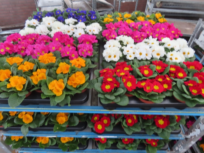 <h4>PRIM AC MIXK</h4>