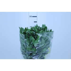 FOLHAGEM RUSCUS 070 CM