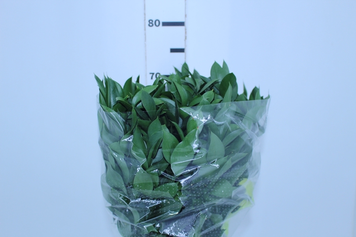 FOLHAGEM RUSCUS 070 CM
