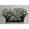 Limonium sinuatum Silvery Sun Birds