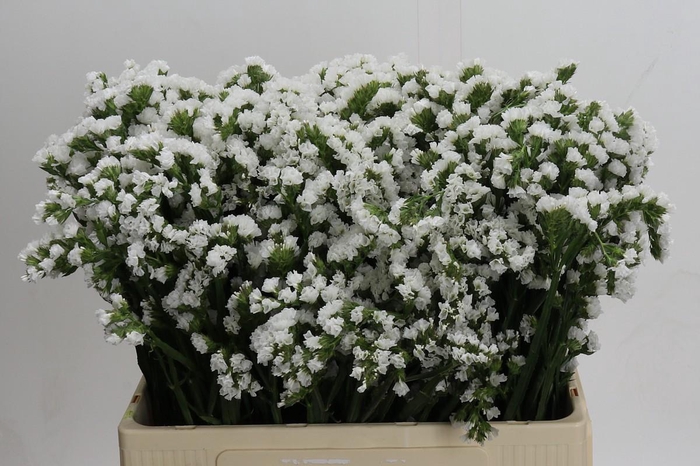 <h4>Limonium Silvery Sun Birds</h4>