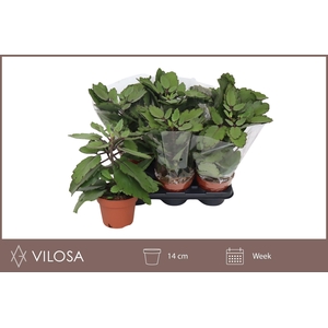 KALANCHOE OV