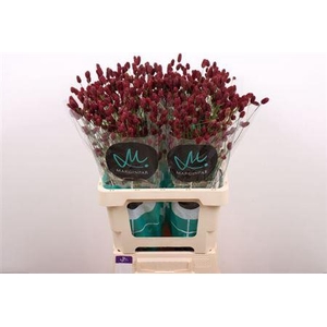 Sanguisorba Of Red Dream