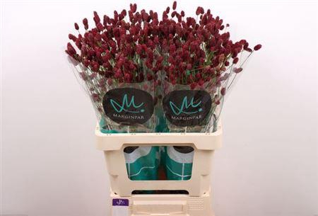 <h4>Sanguisorba Of Red Dream</h4>