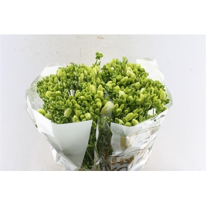 Fr Du Volante White Op Kleur