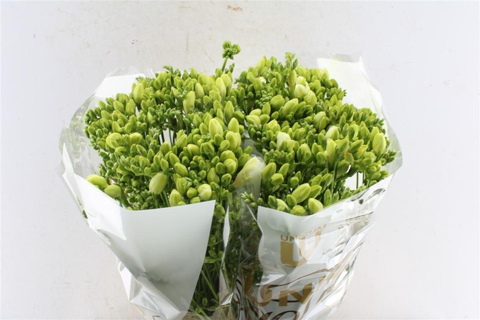 <h4>Fr Du Volante White</h4>