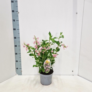Weigela 'Rosea'