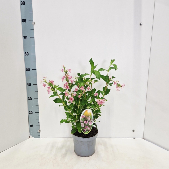 <h4>Weigela 'Rosea'</h4>