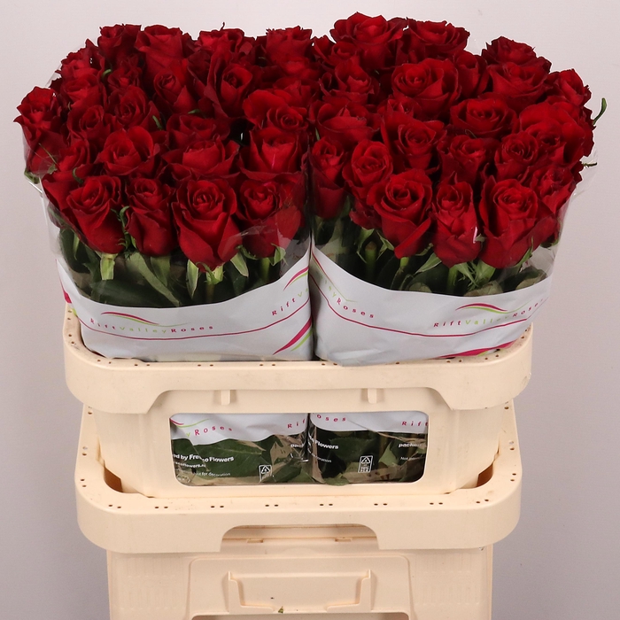 <h4>R GR EVER RED</h4>