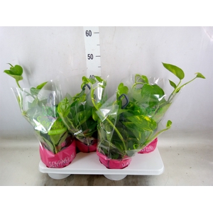 Epipremnum pinn.   HG