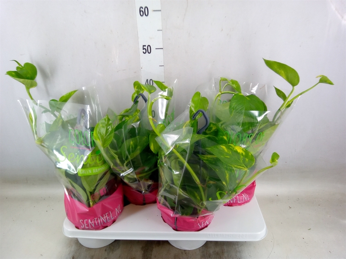 <h4>Epipremnum pinn.   HG</h4>