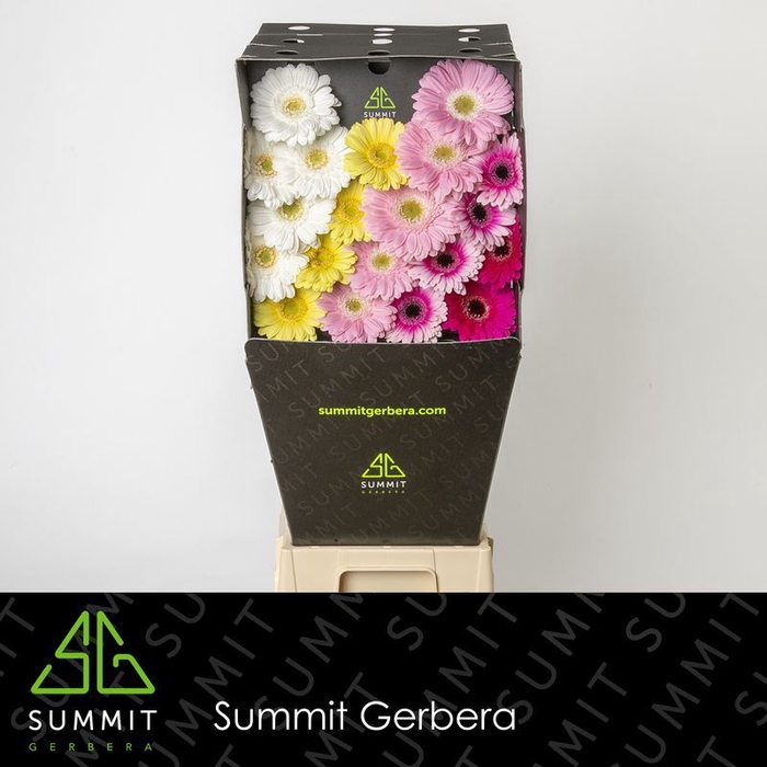 <h4>Germini Mix Dream Sweet Diamond per kaart</h4>