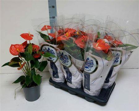 <h4>Anthu An Florida 6+</h4>