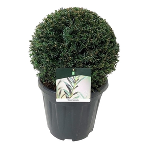 Taxus baccata