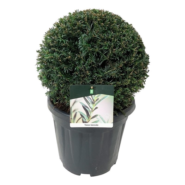 <h4>Taxus baccata</h4>