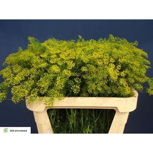 Anethum Graveolens